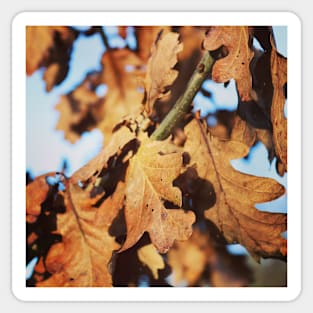 Autumn oak leaves Sticker